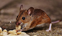 24 Hour & Emergency Exterminators in Maza, ND
